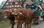 Bullockie-Treffen Bad Windsheim 12./13.2.2011 C
