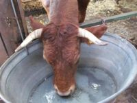 Kuh trinkt Wasser
