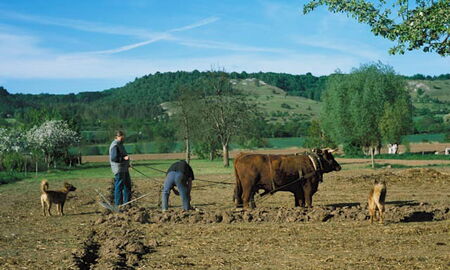 Böttchers und ihre Roten Höhenvieh Rinder beim Pflügen