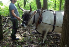 David und sein Ochsentreiber