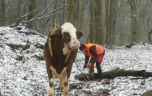 Victor und Arne beim Holzrücken