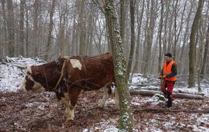 Victor und Arne beim Holzrücken