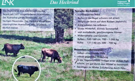 Schautafel Heckrind