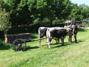 a yoke of oxen put to