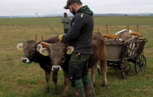 gewohnte Arbeiten vorm ehemaligen Handwagerl