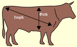 cattle's weight, measured