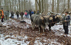 Holzpflug hinter Rätischem Grauvieh