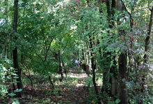 unsere Gruppe versteckt im Wald