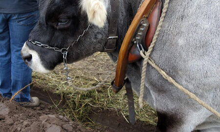 gar nicht so tiefe Furche aber ordentlich Auswurf