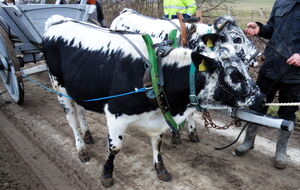 auch das 3PK ist noch ein bißchen zu groß, aber das eigene ist grad beim Sattler
