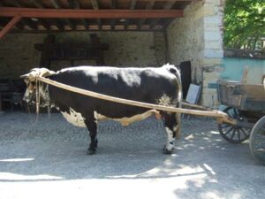 single head yoke in a direct hitch single head yoke in a direct hitch