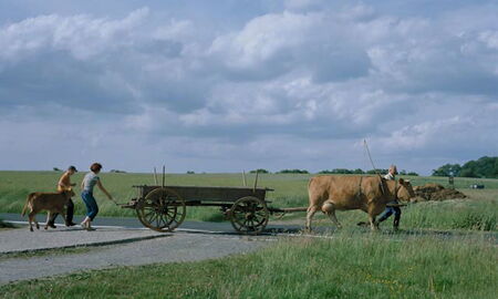 Höwer's Glanvieh mit Ackerwagen