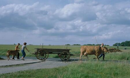 Höwer's Glanvieh mit Ackerwagen