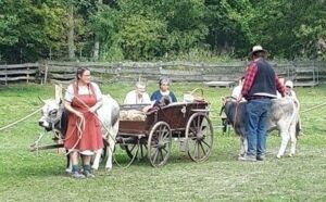 Wagen in der Gespannvorführung, Kommern 2019