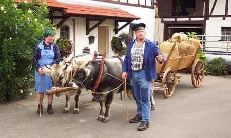 Dörings mit ihrem räthischen Grauvieh - Gespann