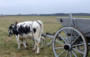 die beiden kleinen Damen vor dem großen Kastenwagen machen das gut