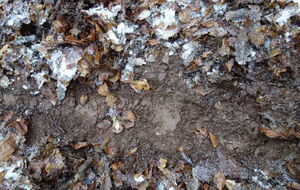 Vom Waldpflug verwundeter Boden