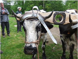 langer Befestigungsriemen erlaubt starkes Anziehen