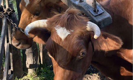 Australisches Widerristjoch, tasmanische Art