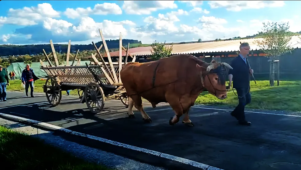 World Draft Cattle Symposium Video Trailer.