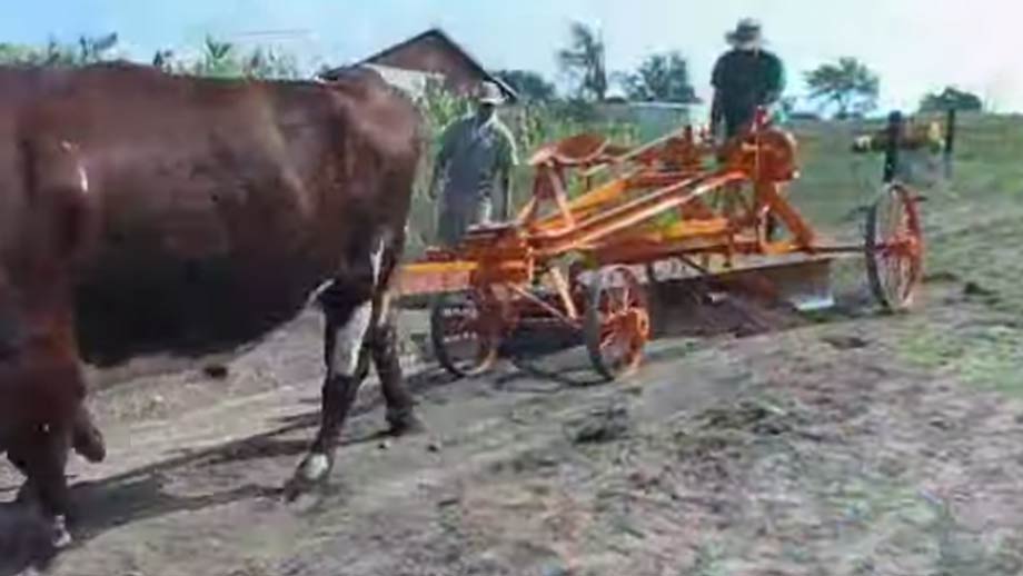 Anfängerkurs mit Ochsen - Tillers oxen basics class