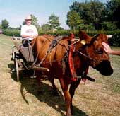 Mr.Becker and his draft cow