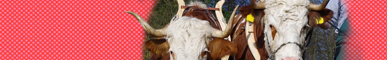 Working Cattle Group Germany
