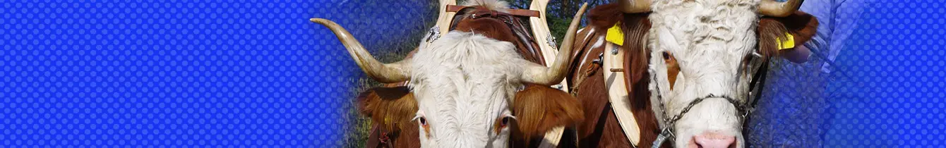 Arbeitsgruppe Rinderanspannung